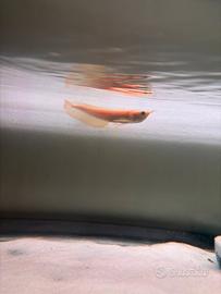 Arowana albino