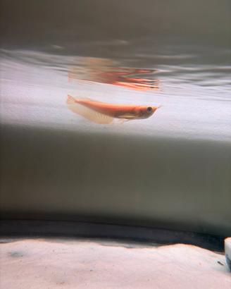 Arowana albino