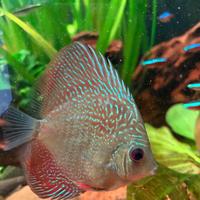Discus
