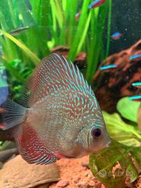 Discus