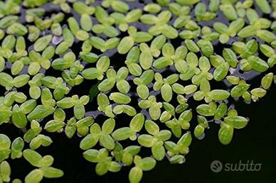 piante acquatiche lenticchie 