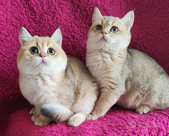 Cuccioli Scottish fold straight pedigree ENFI