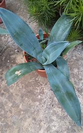 Agave neglecta pianta grassa