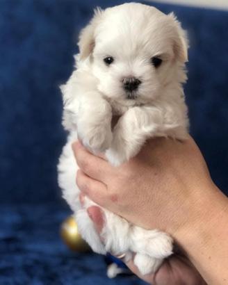 maltese cuccioli