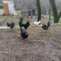 Galli e galline ornamentali Bantam nere e orlate