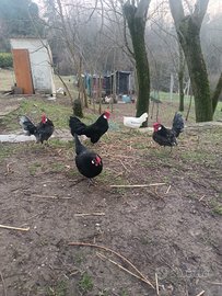 Galli e galline ornamentali Bantam nere e orlate