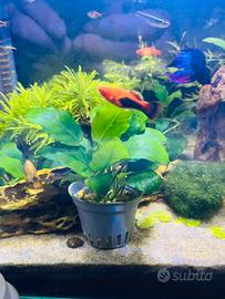 Piante acquario