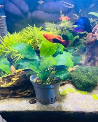 Piante acquario