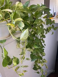 Pothos