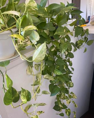 Pothos