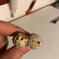 Basi talee acquario marino