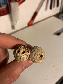 Basi talee acquario marino