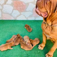 Cuccioli Dogue de Bordeaux