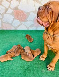 Cuccioli Dogue de Bordeaux