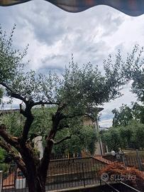 Ulivo prezzo trattabile