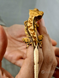 Correlophus ciliatus tricolor