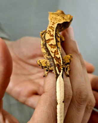 Correlophus ciliatus tricolor