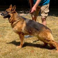 Cane Pastore Tedesco femmina