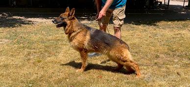 Cane Pastore Tedesco femmina