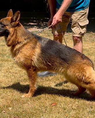 Cane Pastore Tedesco femmina