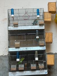 Coppia di cocorita