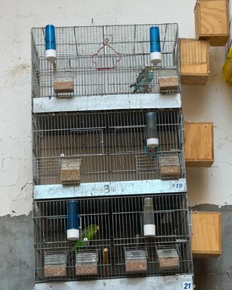 Coppia di cocorita