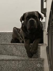 Cane corso