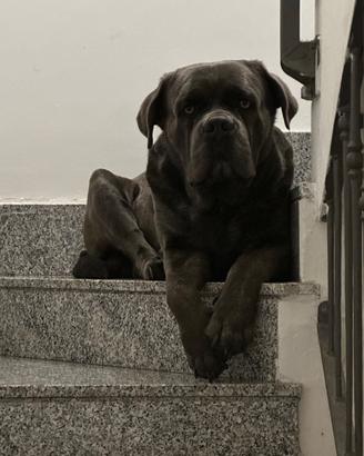 Cane corso