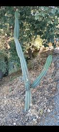 pianta grassa Cereus peruviano 
