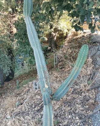 pianta grassa Cereus peruviano 