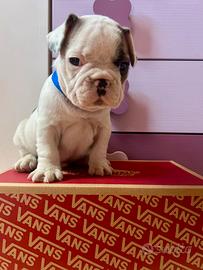 Cuccioli di bulldog francese