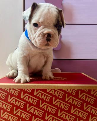 Cuccioli di bulldog francese