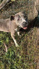 Yuma Amstaff blu 11 anni - taglia media, dolcissi