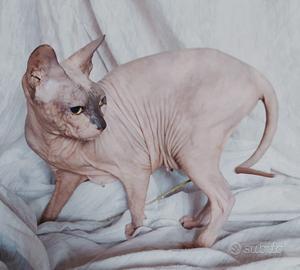 Gatta don sphynx gomma sterilizzata
