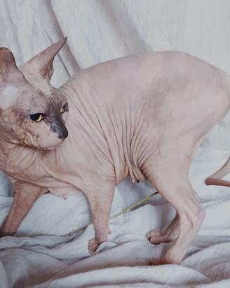 Gatta don sphynx gomma sterilizzata