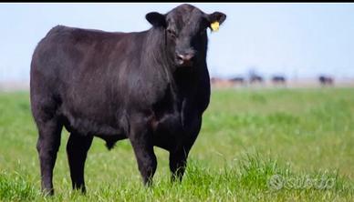 Black Angus originali
