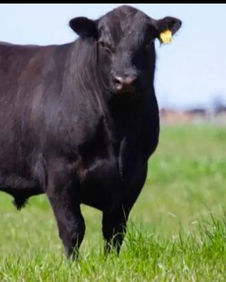 Black Angus originali
