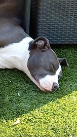 Cucciola Amstaff femmina