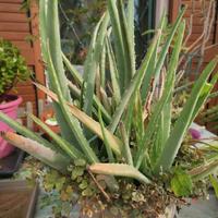 Pianta di Aloe vera