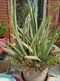 Pianta di Aloe vera