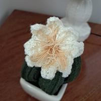 pianta succulenta artigianale