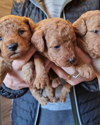 Barboncino cuccioli toy e nani rossi red