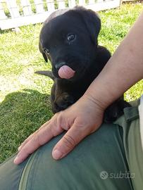 Cuccioli di Labrador Retriever