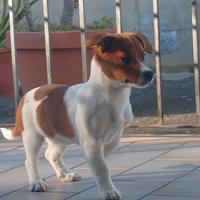 Jack Russell