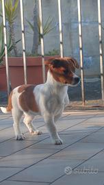 Jack Russell