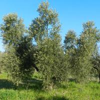 Potatura olivi