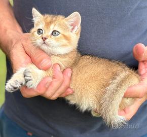 British shorthair