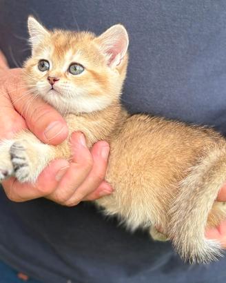 British shorthair