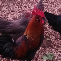 Gallo xl