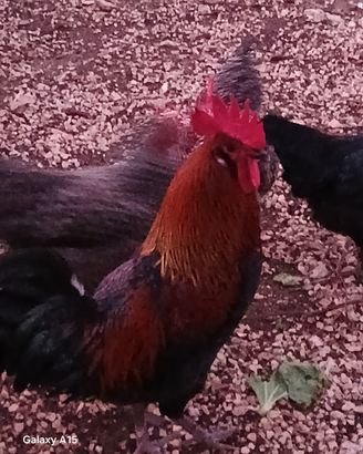 Gallo xl